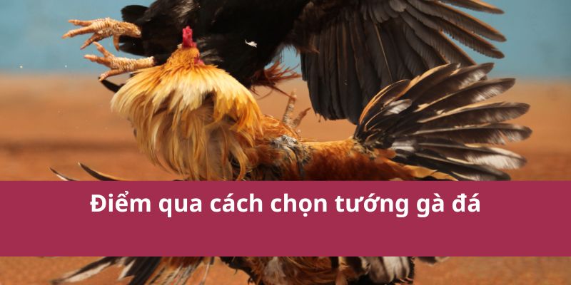 Cách Chọn Tướng Gà Đá Hiệu Quả Để Chiến Thắng Trận Đấu 2 Điểm qua cách chọn tướng gà đá