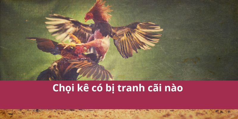 Chọi kê có bị tranh cãi nào 