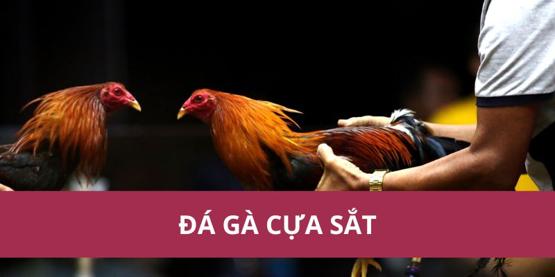 Đá Gà Cựa Sắt Hello88 Kịch Tính Hấp Dẫn Nhất Năm 2025 