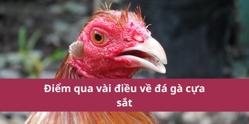 Điểm qua vài điều về đá gà cựa sắt