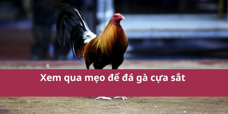 Xem qua mẹo để đá gà cựa sắt 