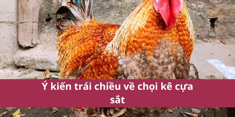 Ý kiến trái chiều về chọi kê cựa sắt