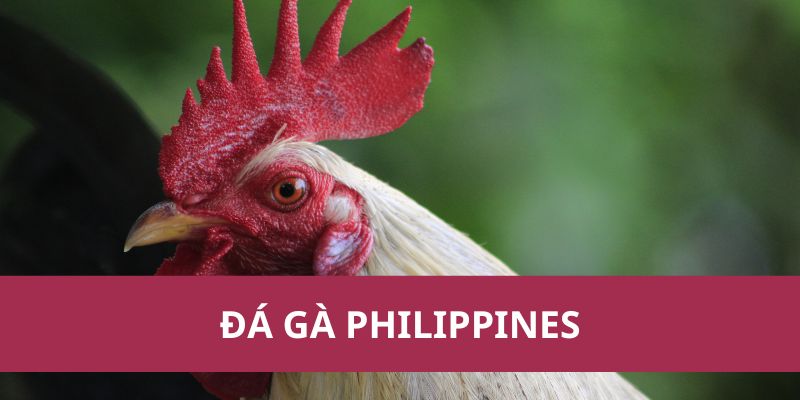 Đá Gà Philippines – Môn Thể Thao Kịch Tính Và Hấp Dẫn