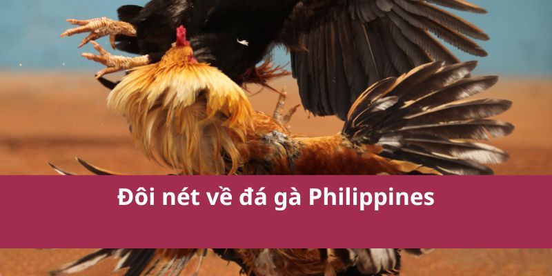 Đôi nét về đá gà Philippines