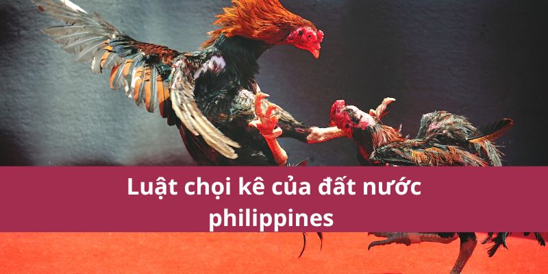Luật chọi kê của đất nước philippines 