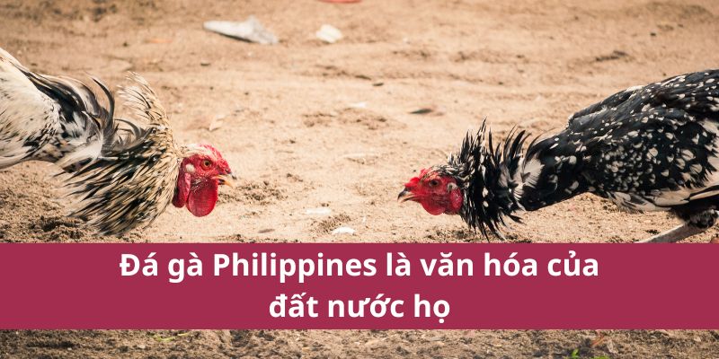 Đá gà Philippines là văn hóa của đất nước họ