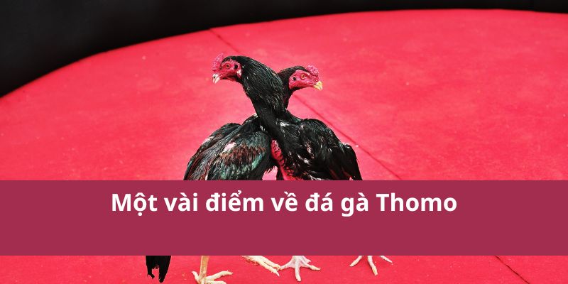 Một vài điểm về đá gà Thomo