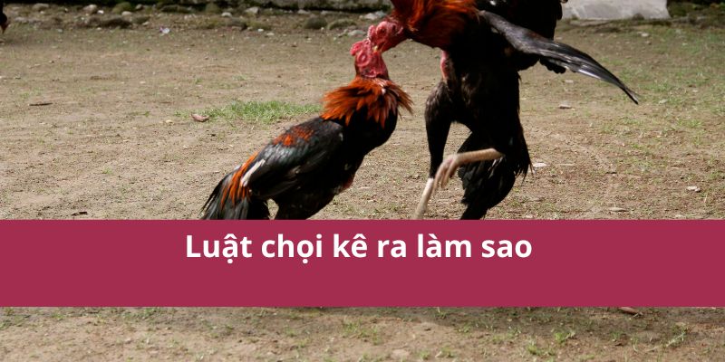 Luật chọi kê ra làm sao 