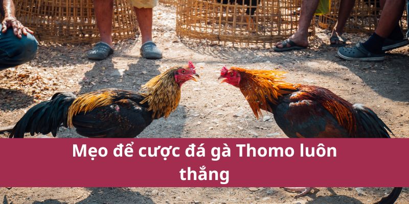 Mẹo để cược đá gà Thomo luôn thắng