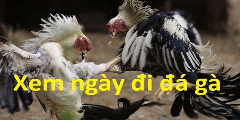 Chia sẻ cho newbie chi tiết bí kíp xem ngày đá gà