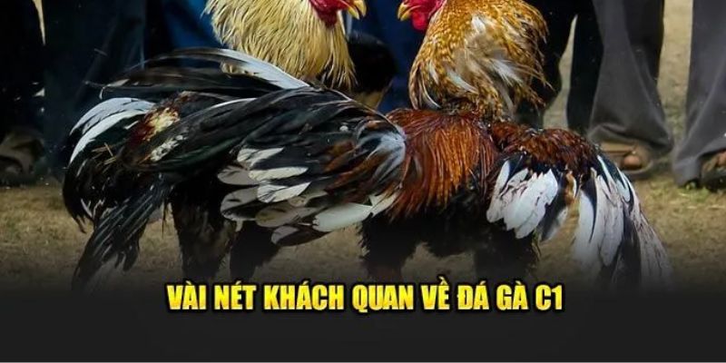 Đá Gà C1 Hello88 - Cơ Hội "Đổi Đời" Với Những Trận Đá Gà 2 Tìm hiểu thông tin về bộ môn đá gà C1 Hello88 hấp dẫn