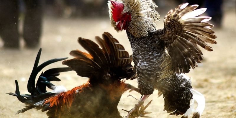 Tìm hiểu những cửa xuống tiền theo luật đá gà miền Bắc