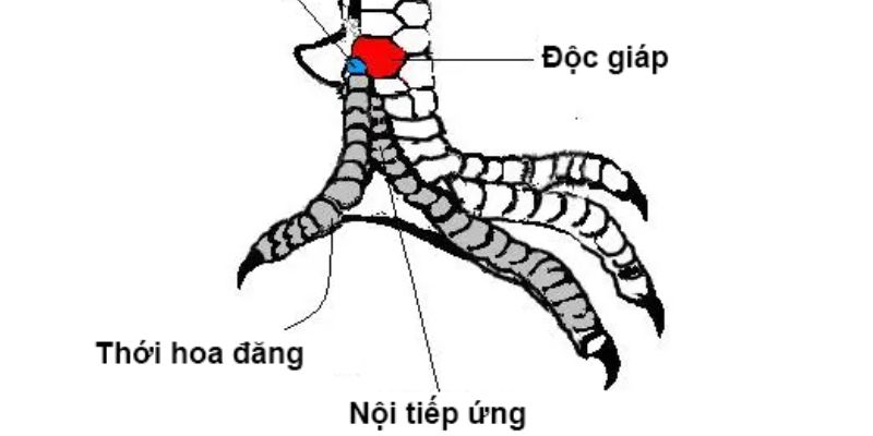 Khám phá top 3 loại vảy quý được ưa thích nhất tại sân chơi