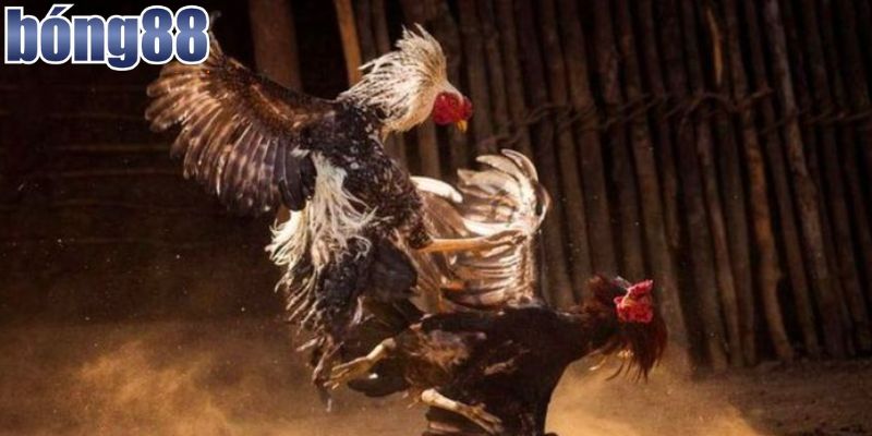 Khái quát thông tin đá gà Campuchia trực tiếp