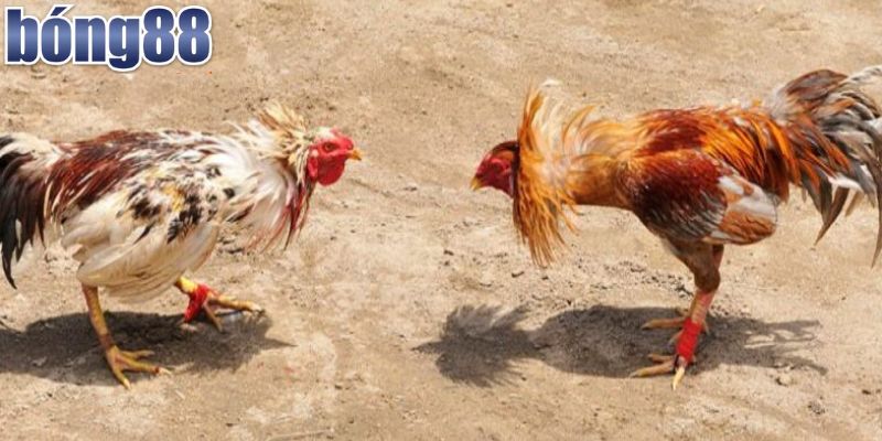 Chi tiết luật chơi đá gà Campuchia