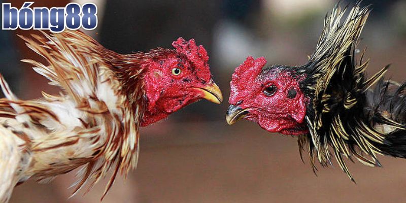 Nền tảng xem đá gà trực tiếp uy tín